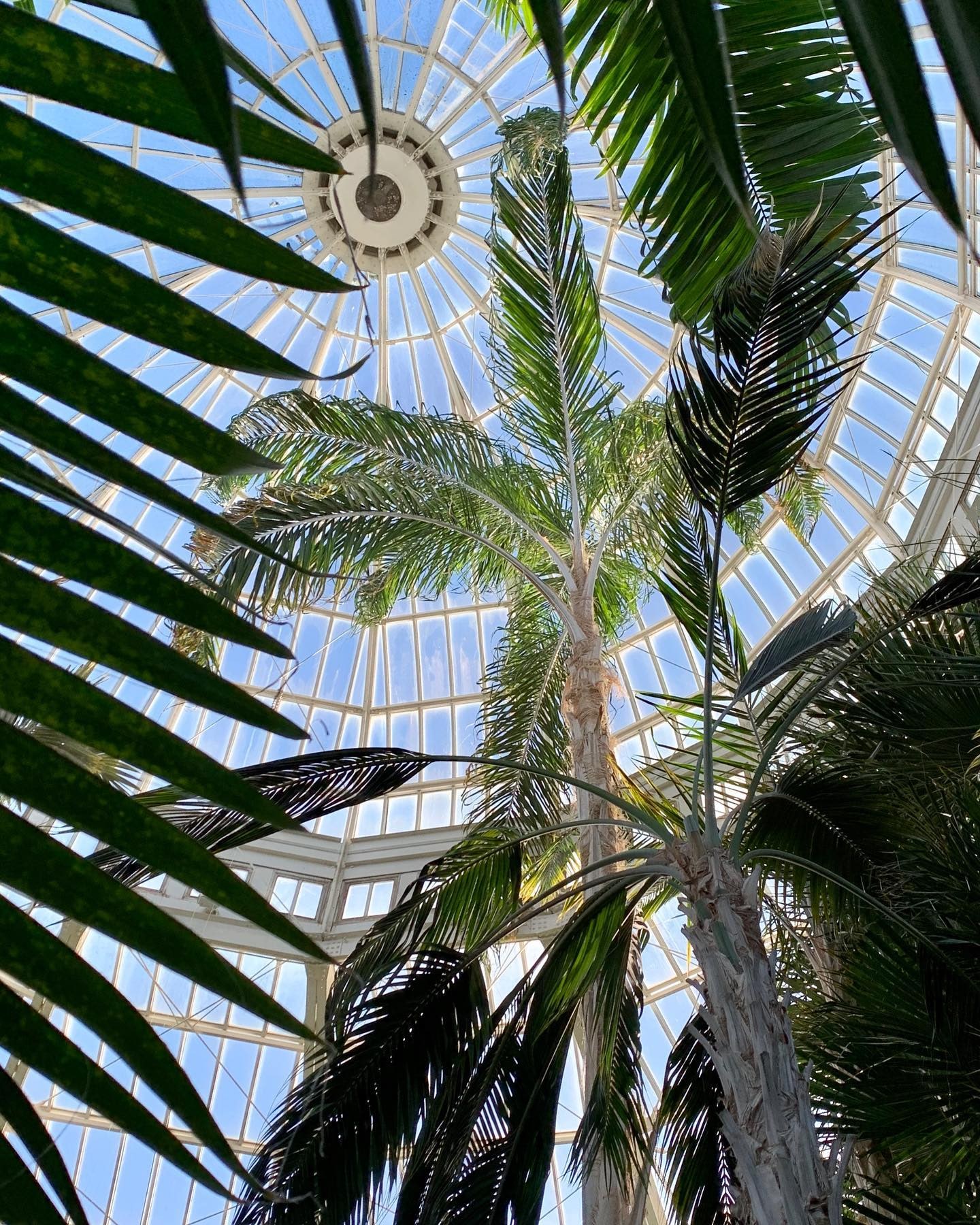 Looking upwards at a palm frond toward the sky just beyond the glass dome of a conservatory.
