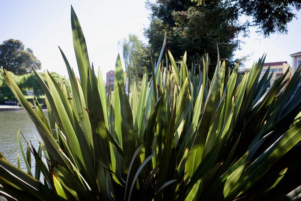Sunlight coming through the fronds of a vibrant green plant